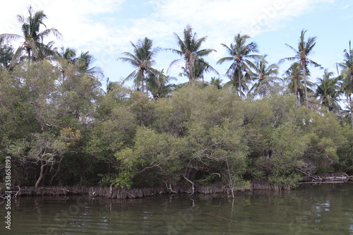 Mangrove à Gili Meno, Indonésie	