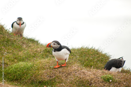 colorfol seabird puffin at icelandic nature