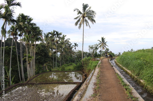 Chemin de rizière à Lombok, Indonésie