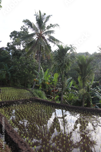 Rizi  re    Lombok  Indon  sie