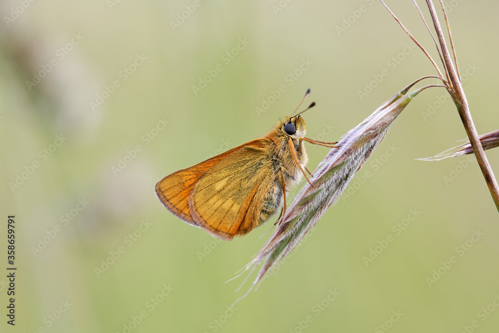 A Large Skipper Butterfly perched on a grass seed head. A Large Skipper Butterfly perched on a grass seed head.