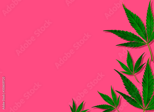 Creative green cannabis leaves in pink background.