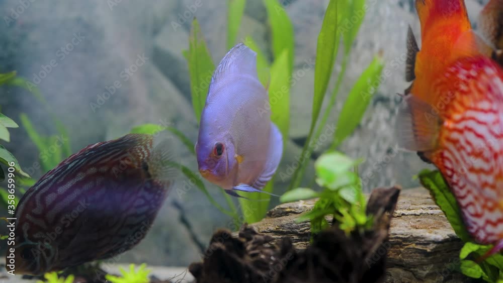 Close up view of discus fish swimming in planted aquarium. Tropical fishes. Beautiful nature backgrounds. Hobby concept. Close up view of discus fish swimming in planted aquarium. Tropical fishes. Beautiful nature backgrounds. Hobby concept.