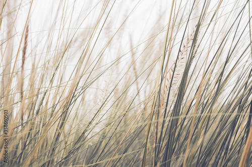 Pennisetum Rubrum fountain grass close-up plumes