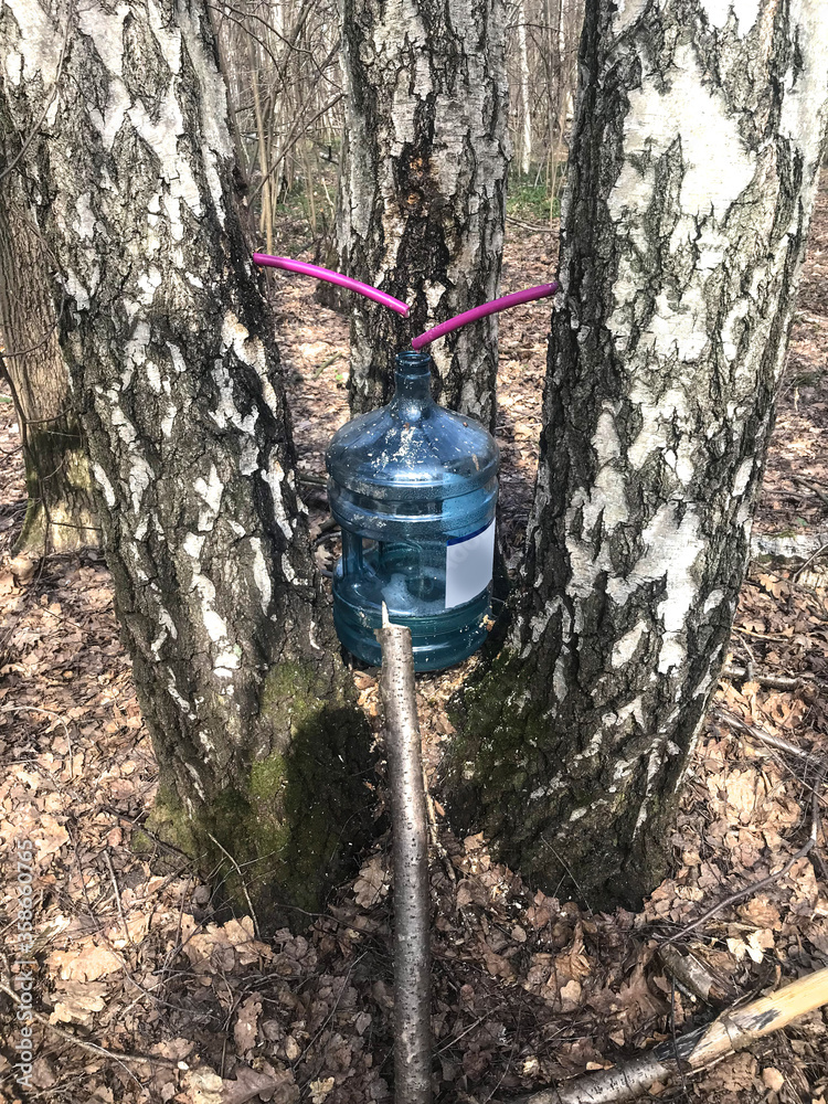 Naklejka premium The method of collecting birch sap. The holes in the birch from where the juice goes through the tubes into a large plastic bottle. How to collect birch sap