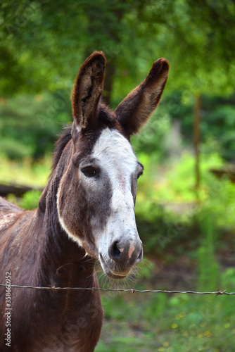 Donkey With White Face © Bonita