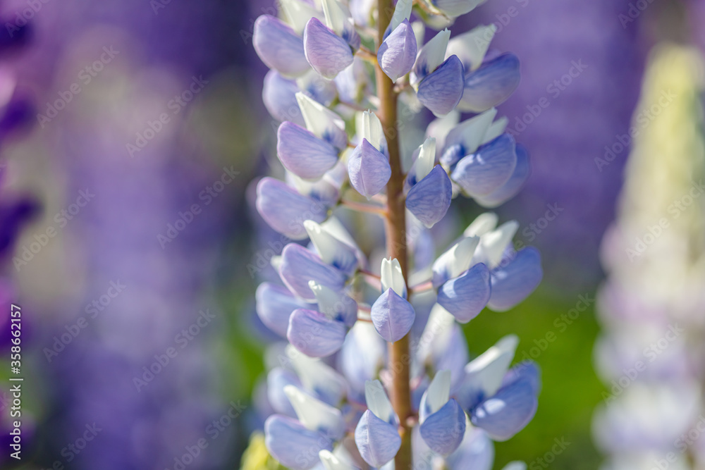 Lupine field on a sunny day Lupine field on a sunny day