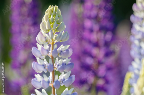 Lupine field on a sunny day