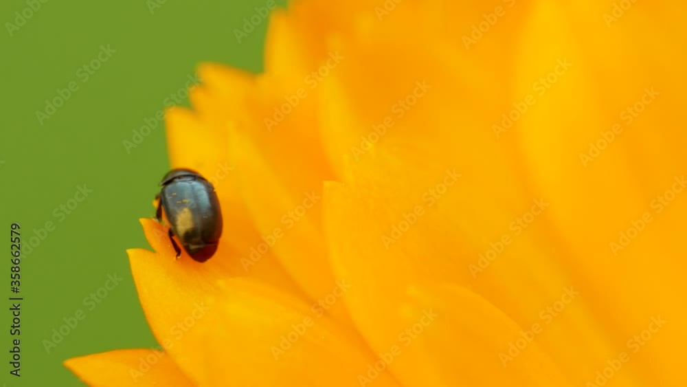 Microscopic bug on yellow flower, natural green background, macro shot Microscopic bug on yellow flower, natural green background, macro shot