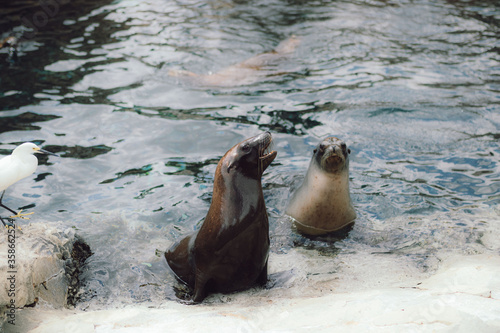 Photography two sea lions in the water next to a bird