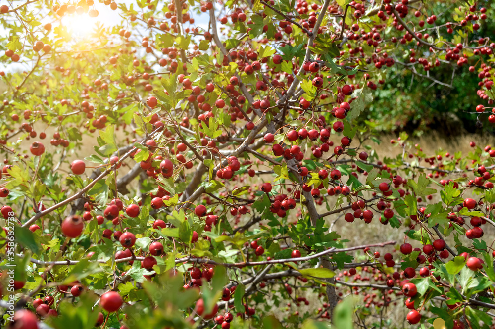 red hawthorn fruit close-up. sprig of bush on a natural green background.