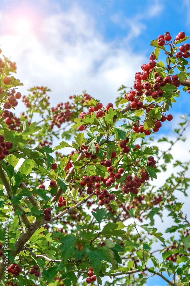 red hawthorn fruit close-up. sprig of bush on a natural green background. red hawthorn fruit close-up. sprig of bush on a natural green background.