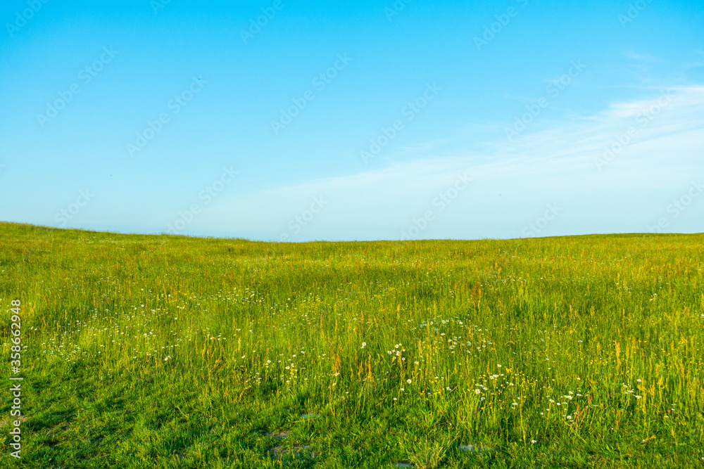 Naklejka premium Pole łąka trawa niebo