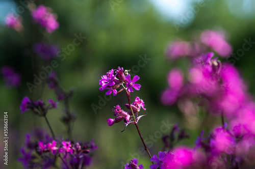 purple wildflowers grow in summer in green grass