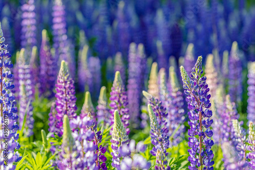 Lupine field on a sunny day