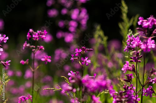 purple wildflowers grow in summer in green grass