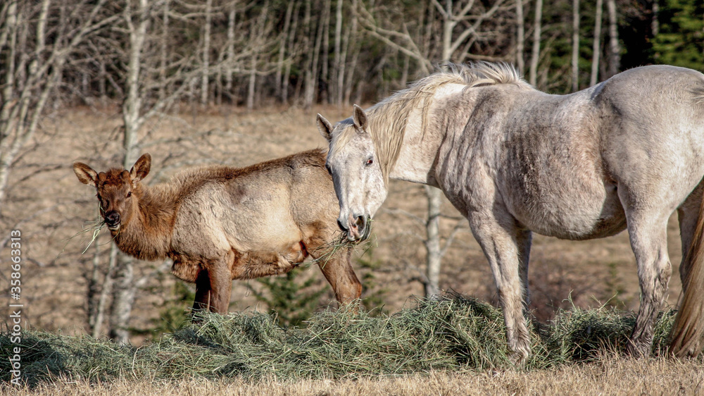 horse and elk in meadow in autumn