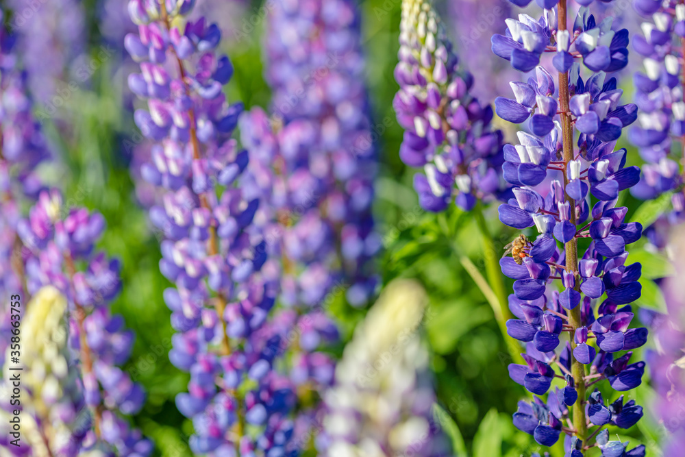 Lupine field on a sunny day Lupine field on a sunny day
