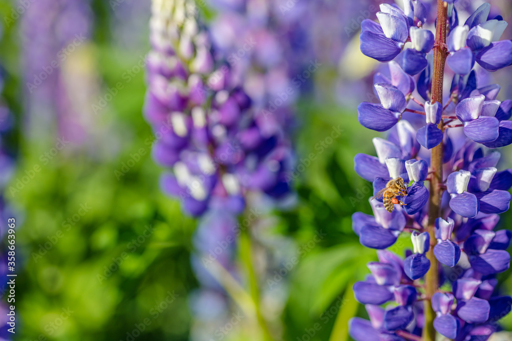 Lupine field on a sunny day Lupine field on a sunny day