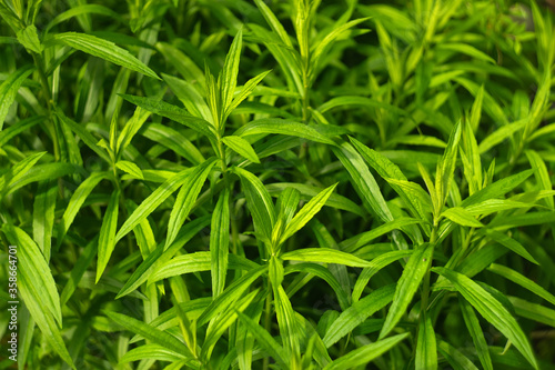 Green grass similar to cannabis background