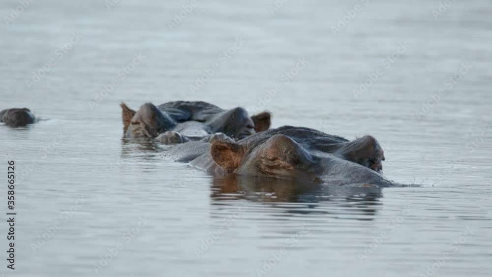 Two Hippos Submerged in The Lake Water At The Kruger National Park, South Africa - close up Two Hippos Submerged in The Lake Water At The Kruger National Park, South Africa - close up
