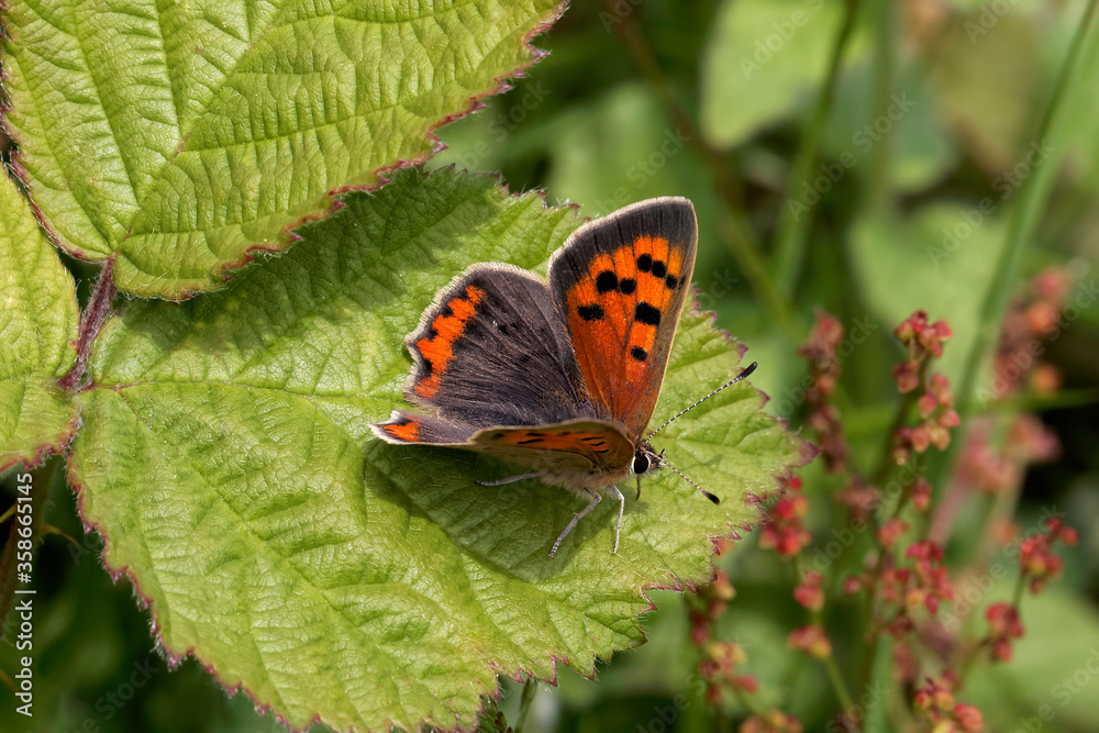 A Small Copper Butterfly basking on a Bramble leaf. A Small Copper Butterfly basking on a Bramble leaf.