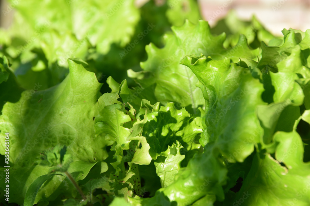 Insalata bio Insalata bio