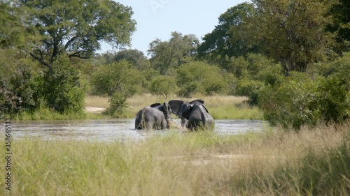 African Elephants Playing In The River At The Kruger National Park, South Africa - wide shot