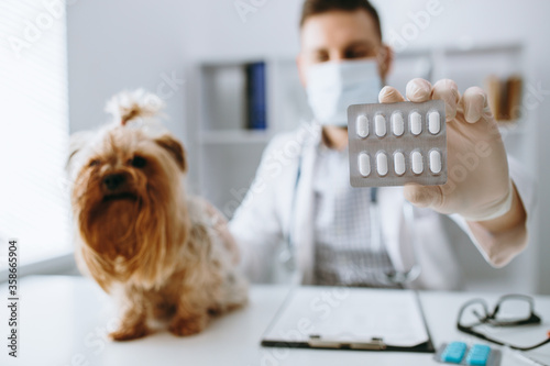 Young handsome veterinarian doctor check yorkshire terier photo