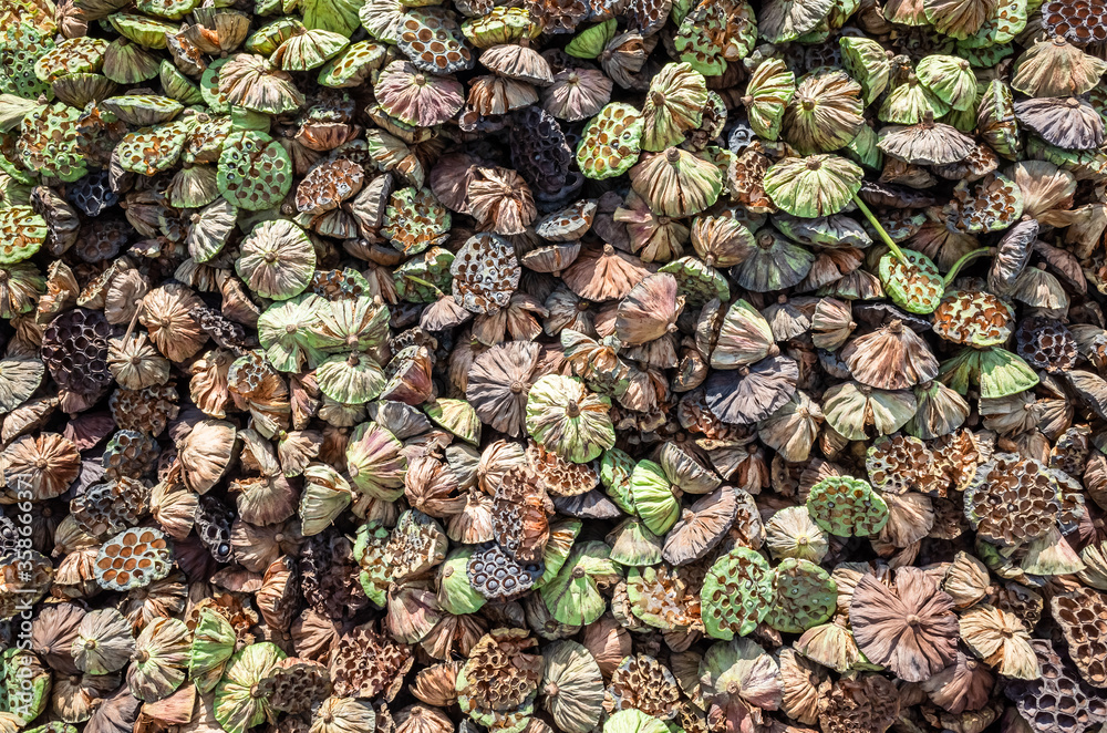 Fototapeta premium dry seed pod of lotus