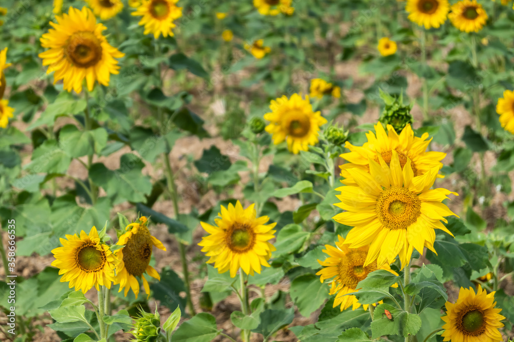 sunflowers farm with yellow flowers