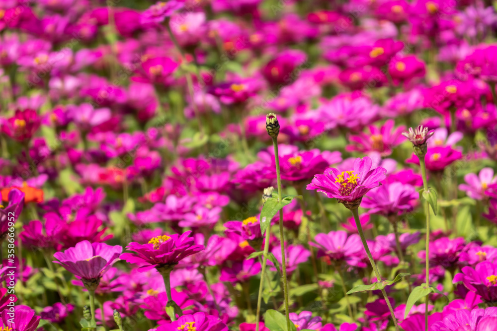 pink and purple cosmos flowers farm