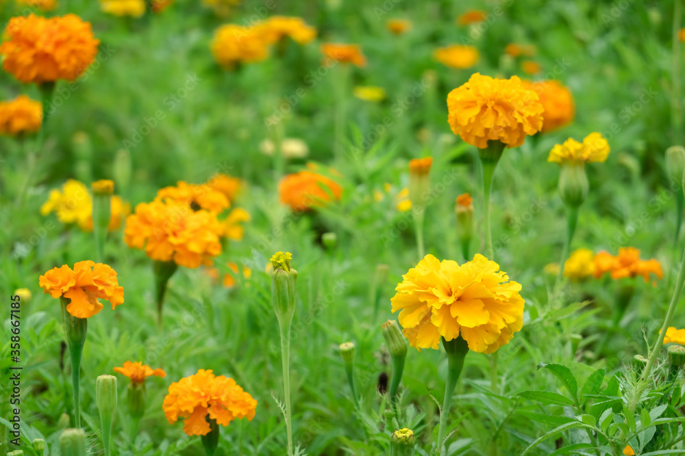 yellow cosmos flowers farm