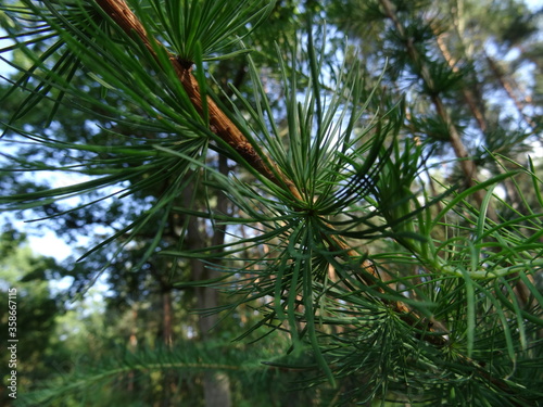Branch of larch (Larix decidua).