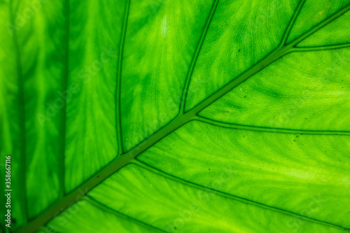 green alocasia odora leaf