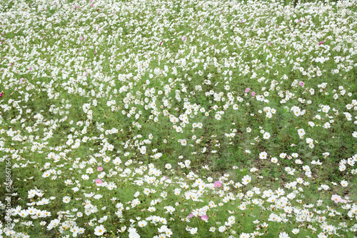 white cosmos flowers farm