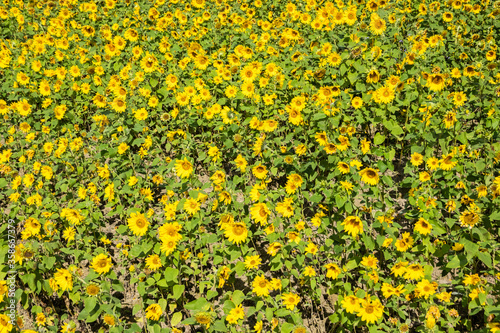 sunflowers farm with yellow flowers