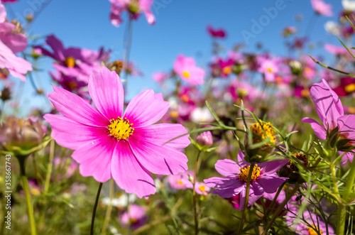 pink cosmos flowers farm