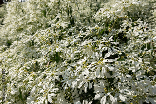 white pascuita flowers photo