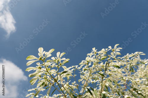 white pascuita flowers photo