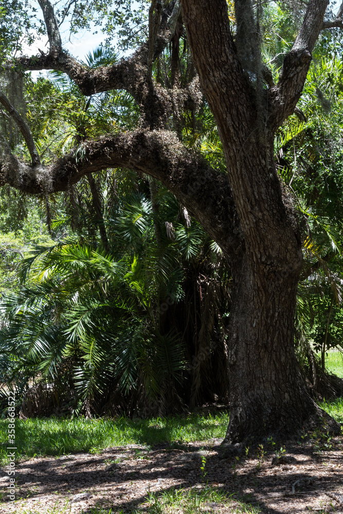 A solid and safe tree in a park in the city of Miami, Florida.