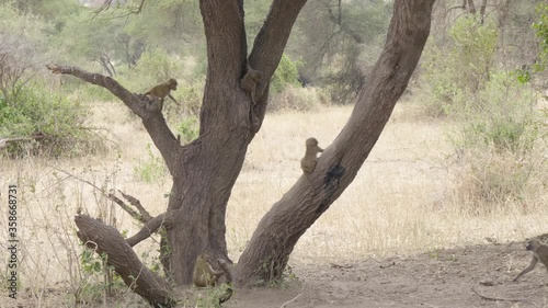 Monkeys play together on large tree trunk in Tarangere National Park - telephoto photo