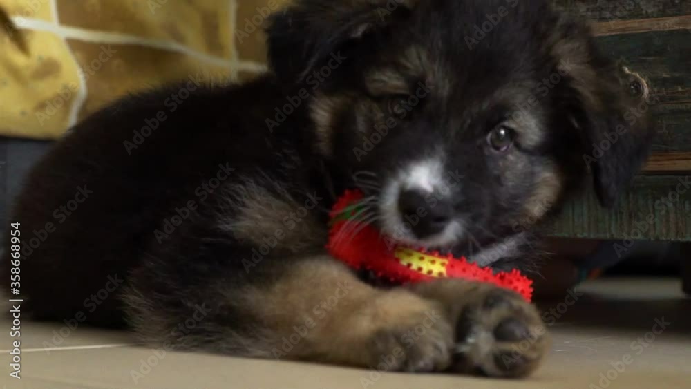Close up of cute greek sheperd puppy dog rolling on the floor, playing with a ribber bone indoors 120fps Close up of cute greek sheperd puppy dog rolling on the floor, playing with a ribber bone indoors 120fps