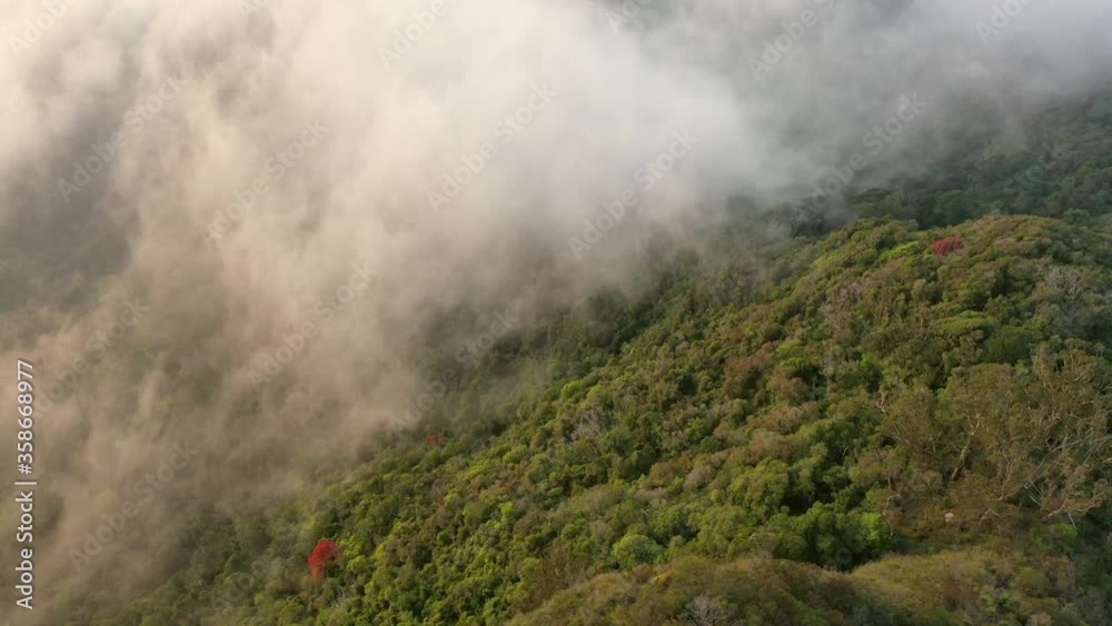 Aerial tilt down shot of clouds over green forest by Mount Warning, drone flying over famous landmark Aerial tilt down shot of clouds over green forest by Mount Warning, drone flying over famous landmark
