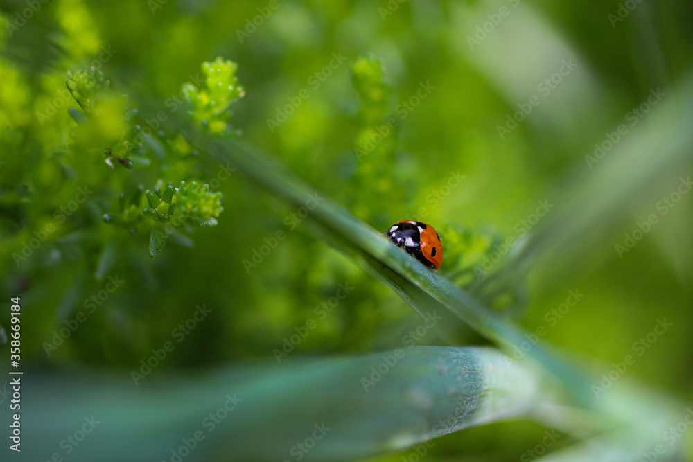 Naklejka premium ladybug on green leaf