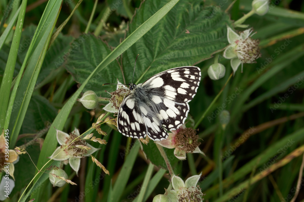 A Marbled White Butterfly basking in the sun. A Marbled White Butterfly basking in the sun.