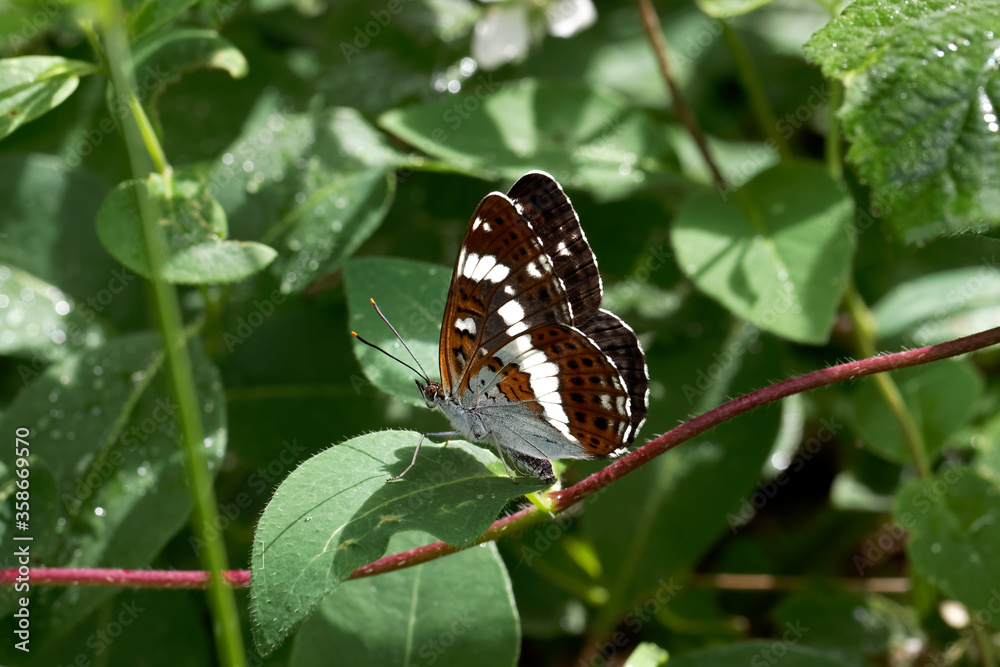 A White Admiral Butterfly laying an egg on honeysuckle A White Admiral Butterfly laying an egg on honeysuckle