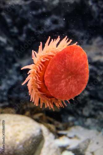 Red Beadlet Anemone sticking to a glass window in an aquarium in Copenhagen. Close view at beautiful marine biology. Beautiful creature in captivity in a tank underwater. Wildlife species closeup. photo