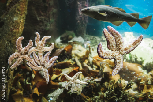 Starfish species with five radiating arms sticking to aquarium window glass from inside. Marine life in detail. Underwater marine biology with blurred swimming fish and plankton in the background.