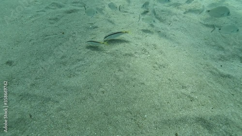 Wallpaper Mural squid underwater close up cuttlefish big eye Loligo vulgaris underwater ocean scenery Torontodigital.ca